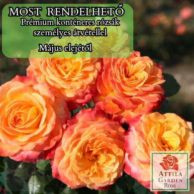 Meteor® Prémium "Az Év Rózsája 2024"