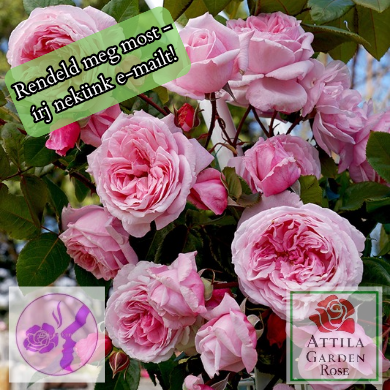 Kiss Me Kate ®Prémium