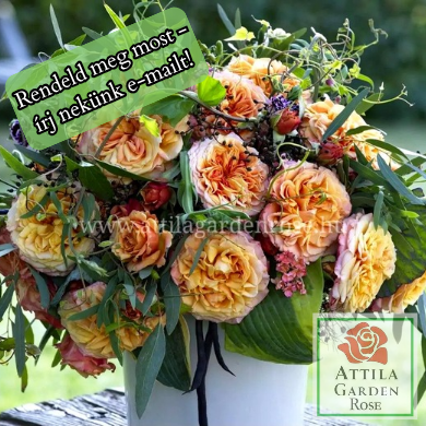 La Villa Cotta ® Prémium