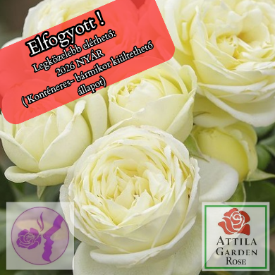 Solo® Prémium "2023-as Év Óta A Világon"