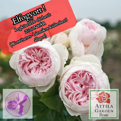 Herzogin Christiana ® Prémium