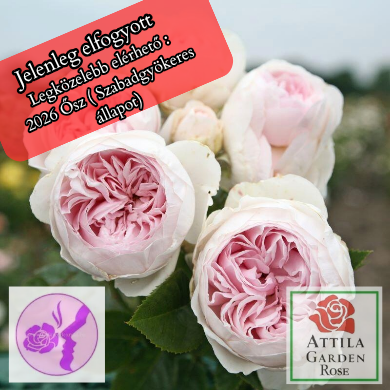 Herzogin Christiana ® Rózsafa
