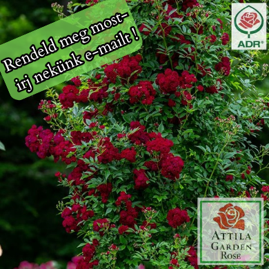 Perennial Domino® Prémium"Az év rózsája 2022"