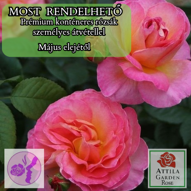 Dornburger Schlossrose Prémium "2022-es Èv Óta A Világon"