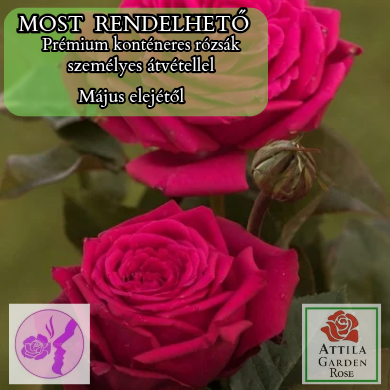 Noblesse® ÚJ Prémium