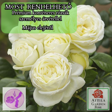 Solo® Prémium "2023-as Év Óta A Világon"