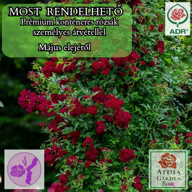 Perennial Domino® Prémium"Az év rózsája 2022"