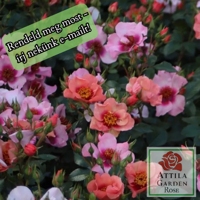 Orienta Shila® Prémium