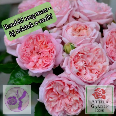 Mauritia® Prémium Új!