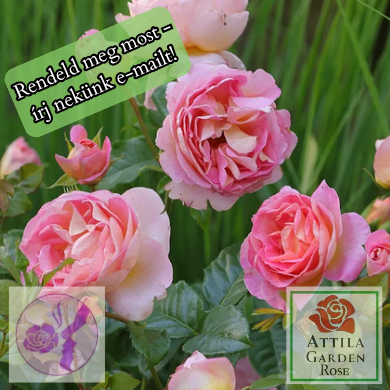 Dornburger Schlossrose Prémium "2022-es Èv Óta A Világon"