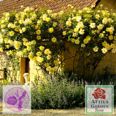 Golden futó