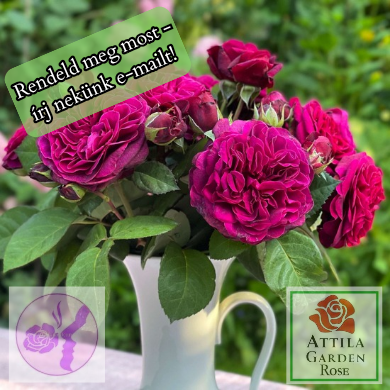 Deep Secret® Prémium "2023-as Év Óta a Világon"