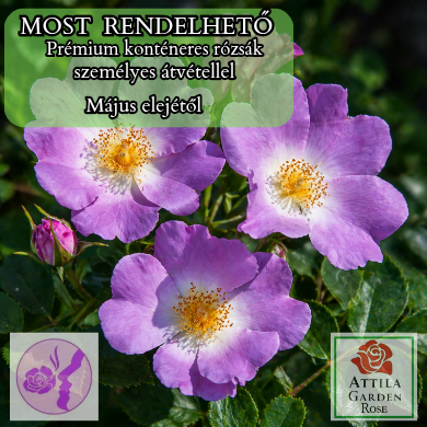 Pale Blue ® Prémium ÚJ!