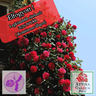 Rote Kletter 15 ® Prémium ÚJ!