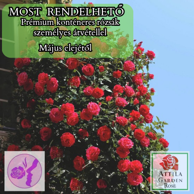 Rote Kletter 15 ® Prémium ÚJ!