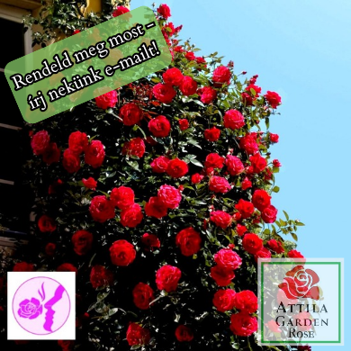 Rote Kletter 15 ® Prémium ÚJ!