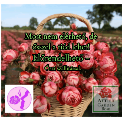 Pompeji ® Prémium Új!