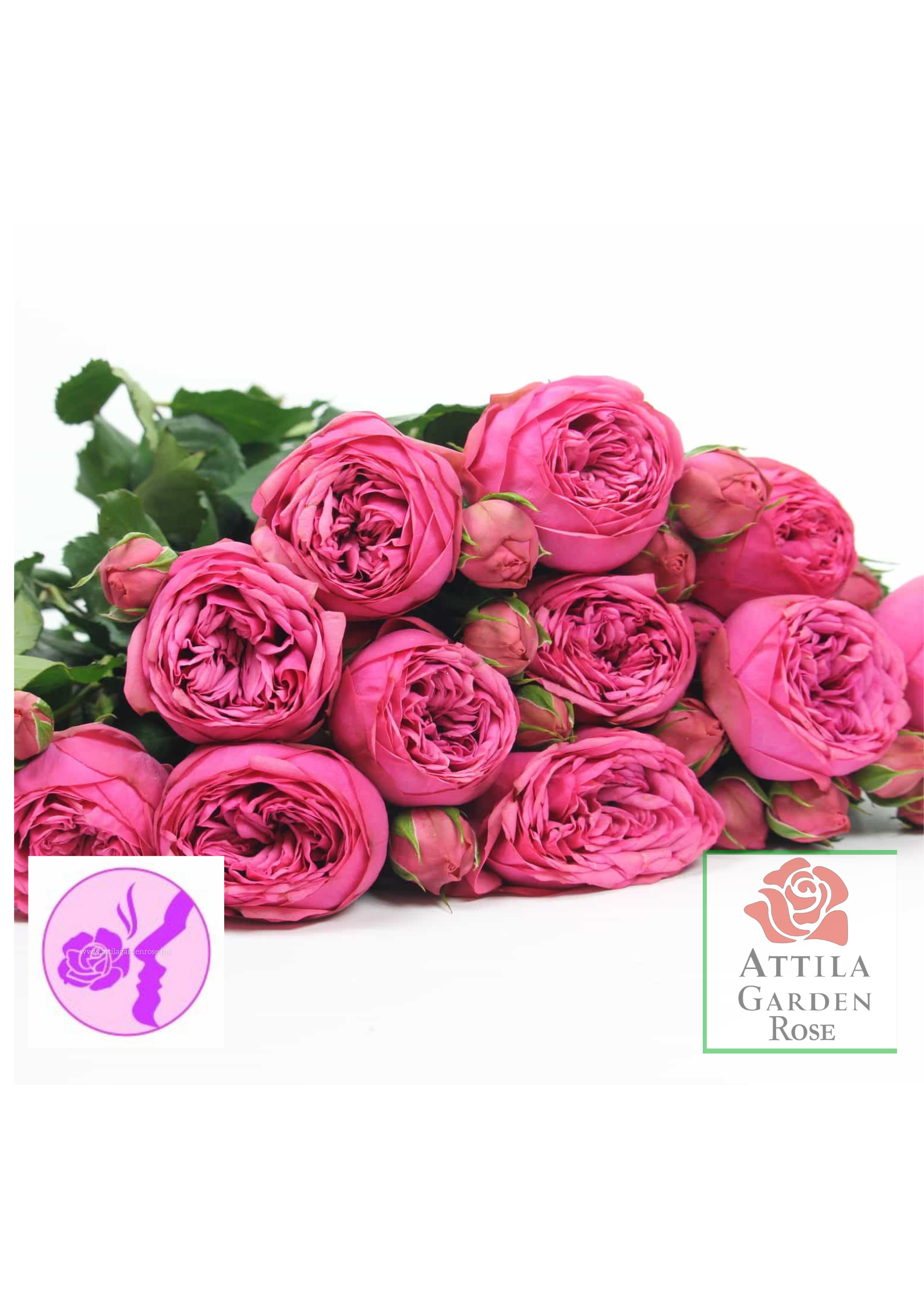 Piano Pink ® Prémium Új! - Image 2
