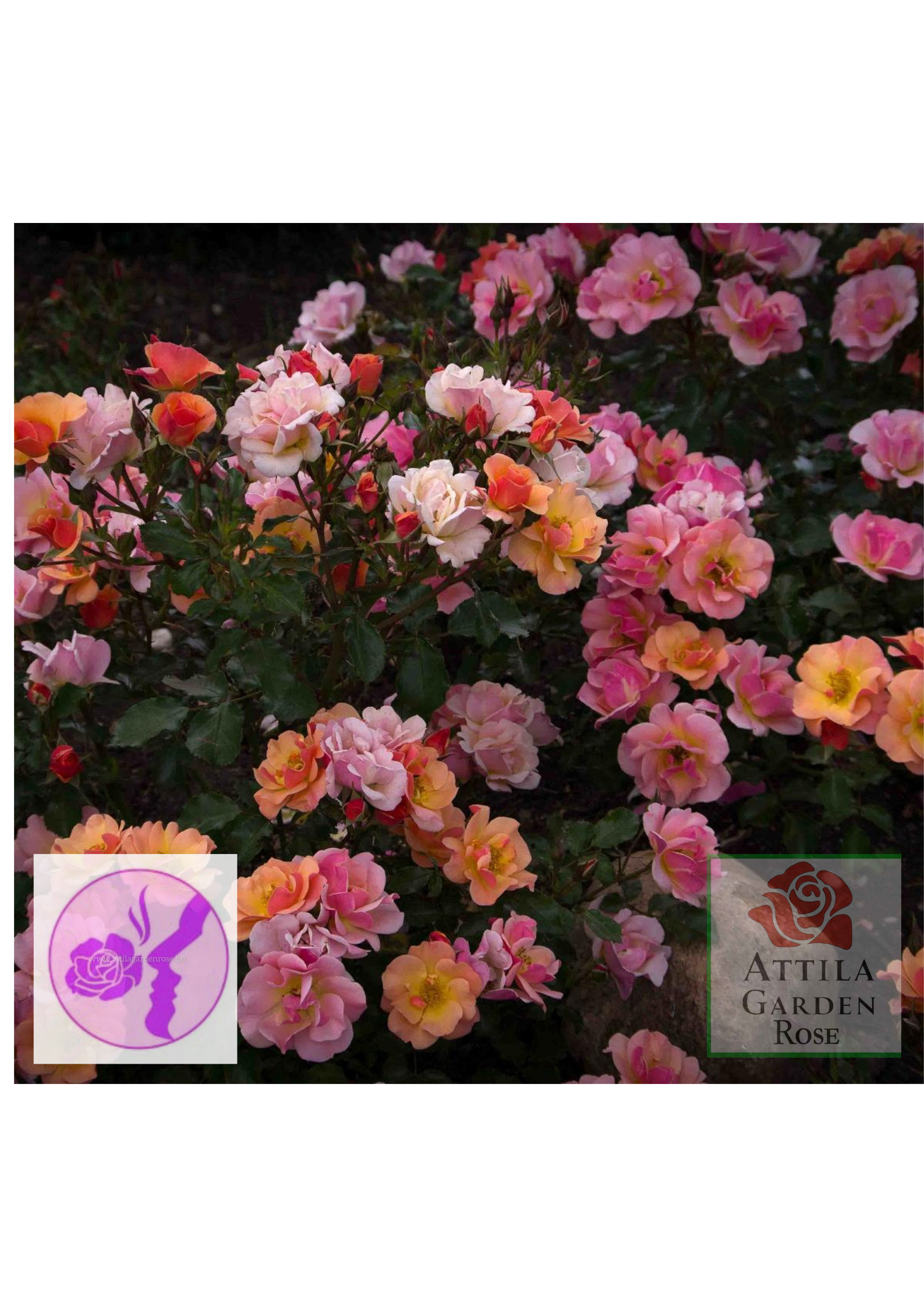 Jazz® Prémium Új! - Image 2