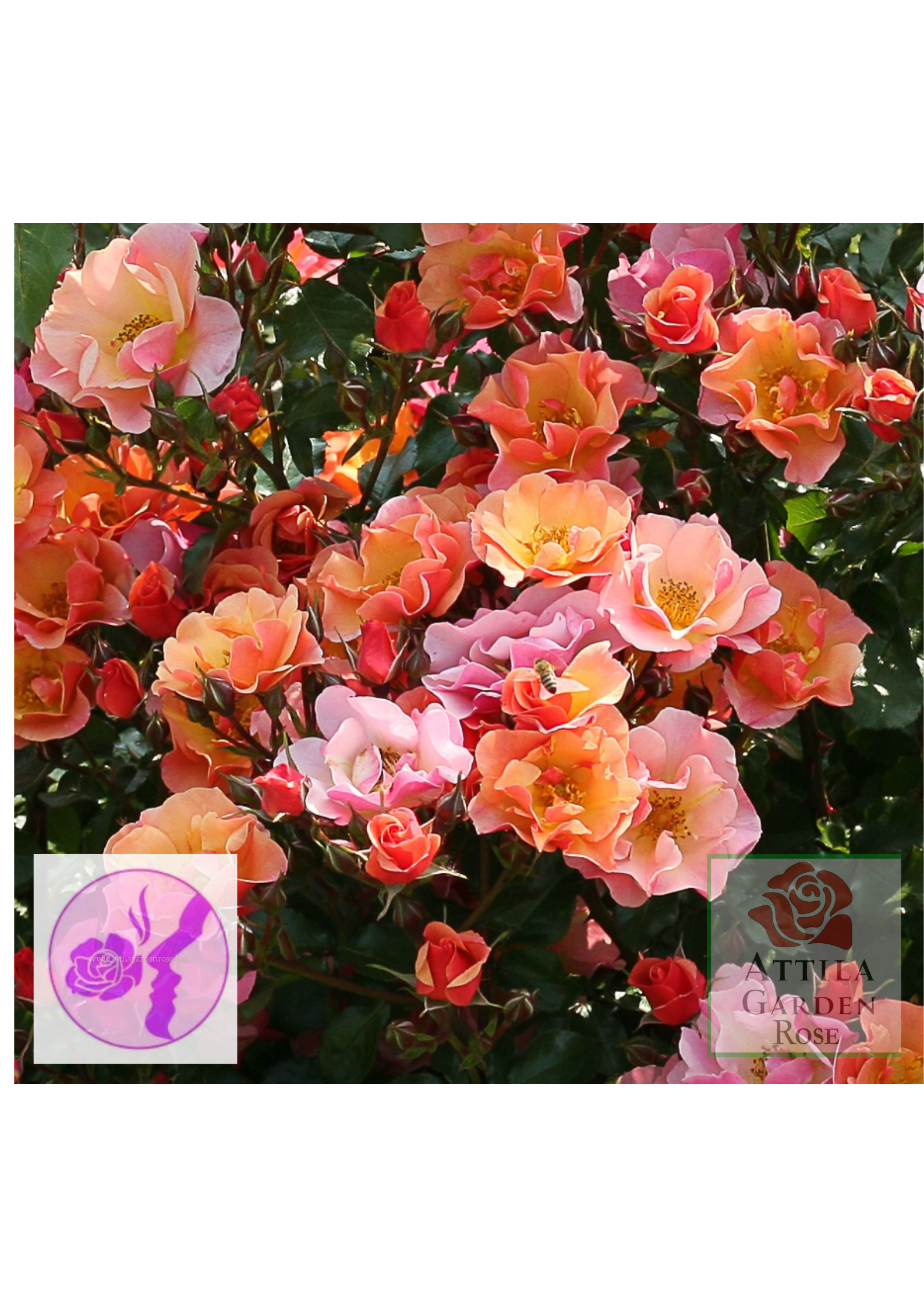 Jazz® Prémium Új! - Image 3