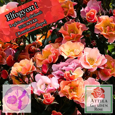 Jazz® Prémium Új!