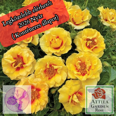 Orienta Aylin ® Prémium Új!