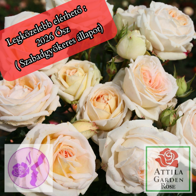 Madame Anisette® Rózsafa