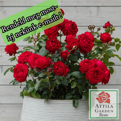 Till Eulenspiegel ® Prémium Új !