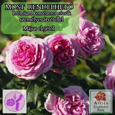 Königin Marie Prémium Új!