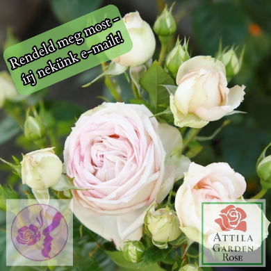 Madame Anisette® Prémium Új!