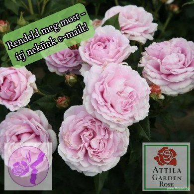 Königin Marie Prémium Új!