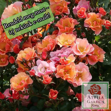 Jazz® Prémium Új!