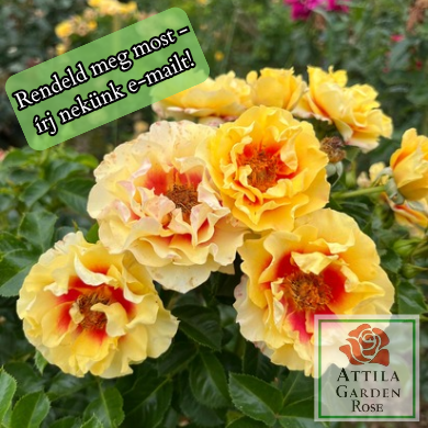 Orienta Aylin ® Prémium Új!