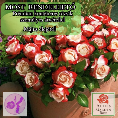 Nostalgie ® Prémium