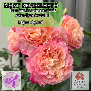 Augusta Luise ® Prémium