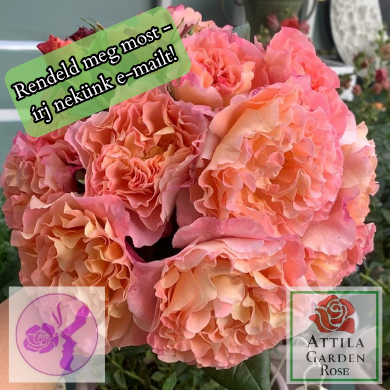 Augusta Luise ® Prémium.