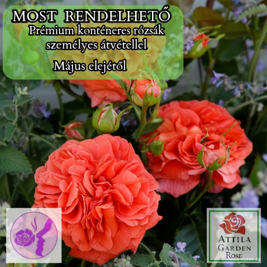 Orangerie ® Prémium Új!