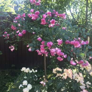 Csüngő- és Esernyő formájú Rózsafák, Díjnyertesek (90cm-es szárral)