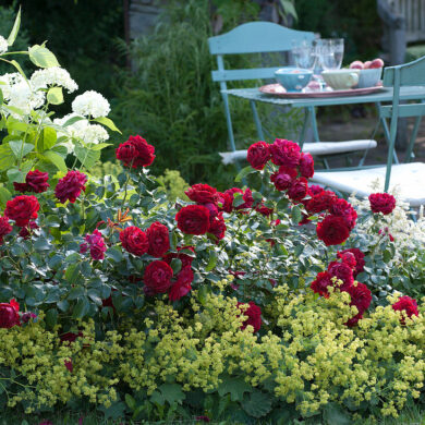 Parkrózsák (Floribundák-Ágyásrózsák) Díjnyertesek