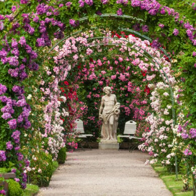 Futórózsák, Díjnyertesek