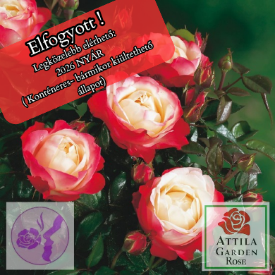 Nostalgie ® Prémium .