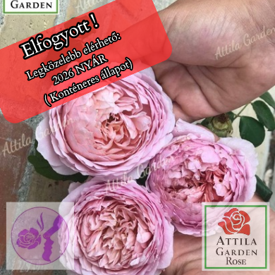 Eisvogel ® Prémium