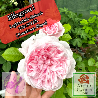 Mauritia® Prémium Új! 'Az év rózsája 2022'