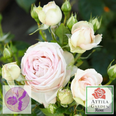 Madame Anisette®