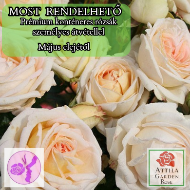 Madame Anisette® Prémium Új! .