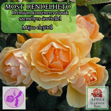 Hansestadt Rostock® „Az év Rózsája 2020”