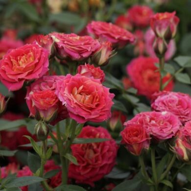 Parkrózsák (Floribundák-Ágyásrózsák) Díjnyertesek