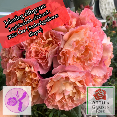 Augusta Luise ® Rózsafa
