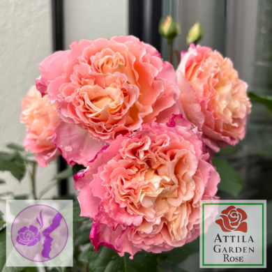 Augusta Luise ®