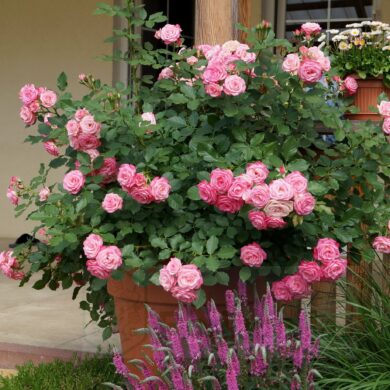 Parkrózsák (Floribundák-Ágyásrózsák) Díjnyertesek